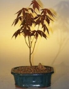 Japanese Red Maple Bonsai Tree For Sale - Small (acer palmatum 'atropurpurea')