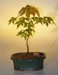 Japanese Green Maple Bonsai Tree For Sale - Small (acer palmatum)