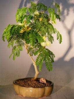Flowering Brazilian Raintree Bonsai Tree For Sale - Medium (pithecellobium tortum)