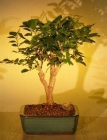 Flowering Orange Jasmine Bonsai Tree For Sale - Large ('murraya paniculata')