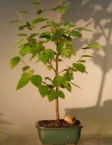 River Birch Bonsai Tree For Sale (betula nigra)