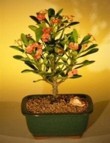 Flowering Crown of Thorns Bonsai Tree For Sale - Red / Salmon (euphorbia milii)