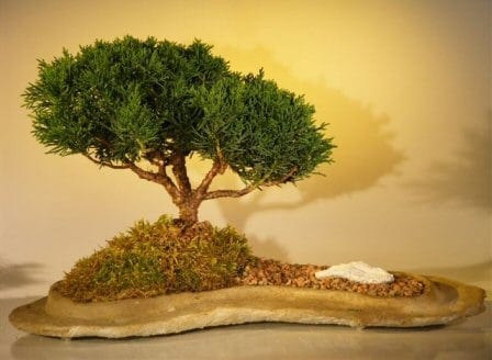 Shimpaku Juniper Bonsai Tree For Sale Planted on a Rock Slab (juniperus chinensis)