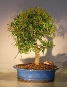 Willow Leaf Ficus Bonsai Tree For Sale - Large (ficus nerifolia/salicafolia)