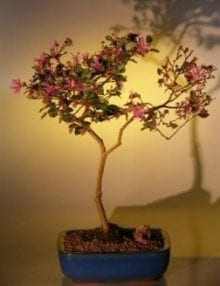 Flowering Chinese Fringe Bonsai Tree For Sale #1 (loropetalum chinensis)