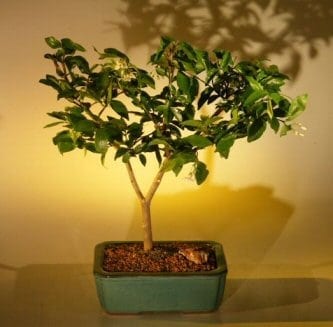 Flowering Water Jasmine Bonsai Tree For Sale - Medium (wrightia religiosa)
