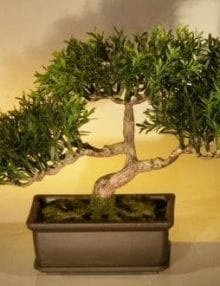 Artificial Japanese Tea Leaf Bonsai Tree For Sale
