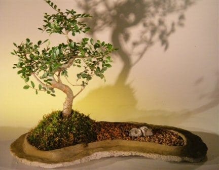 Chinese Elm Bonsai Tree For Sale On Rock Slab (ulmus parvifolia)