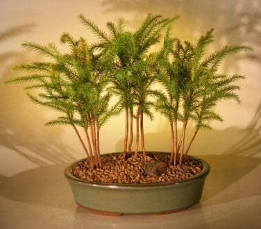 Norfolk Island Pine Bonsai Tree For Sale Three (3) Tree Forest Group (araucaria heterophila)