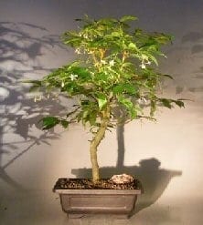 Flowering Water Jasmine Bonsai Tree For Sale - Extra Large (wrightia religiosa)