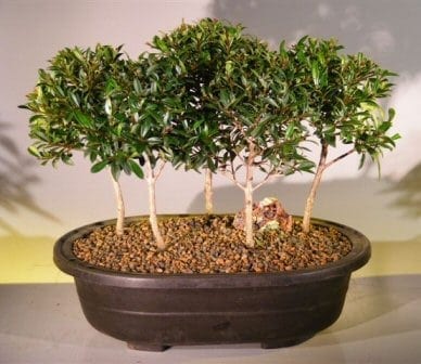 Flowering Brush Cherry Bonsai Tree For Sale Five Tree Forest Group (eugenia myrtifolia)