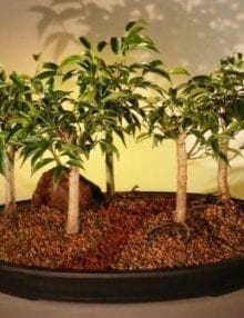 Oriental Ficus Bonsai Tree For Sale Five (5) Tree Forest Group (benjamina 'orientalis')