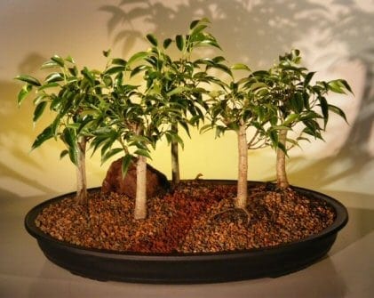 Oriental Ficus Bonsai Tree For Sale Five (5) Tree Forest Group (benjamina 'orientalis')