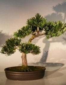 Artificial Podocarpus Bonsai Tree For Sale