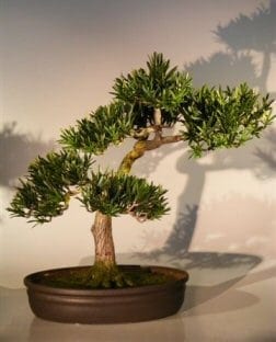 Artificial Podocarpus Bonsai Tree For Sale