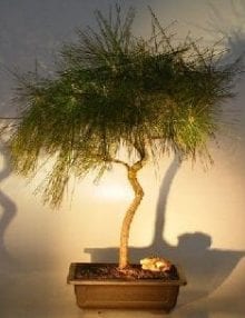 Japanese Black Pine Bonsai Tree For Sale - Coiled Trunk (pinus thunbergii)