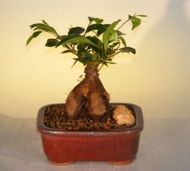 Ginseng Ficus Bonsai Tree For Sale - Small (Ficus Retusa)
