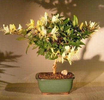 Flowering Japanese Honeysuckle Bonsai Tree For Sale (lonicera japonica 'halliana')