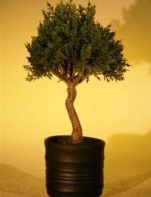 Artificial Japanese Cedar Bonsai Tree For Sale #2