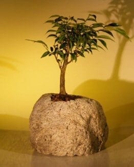 Oriental Ficus Bonsai Tree For Sale In Lava Rock (ficus benjamina 'orientalis')