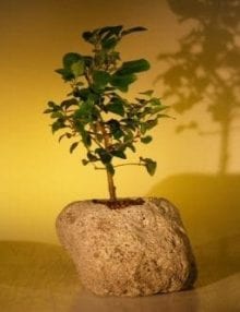 Flowering Ligustrum Bonsai Tree For Sale In Lava Rock (ligustrum lucidum)