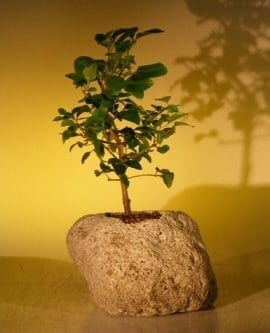 Flowering Ligustrum Bonsai Tree For Sale In Lava Rock (ligustrum lucidum)