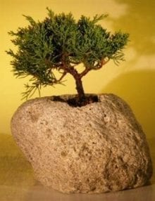 Shimpaku Bonsai Tree For Sale Bonsai Tree For Sale In Lava Rock - Medium (shimpaku itoigawa)