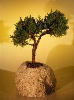 Shimpaku Bonsai Tree For Sale In Lava Rock - Large (juniper chinensis)