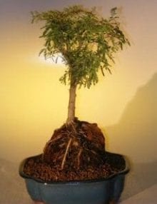 Sweet Acacia Bonsai Tree For Sale - Root Over Rock (acacia farnesiana)