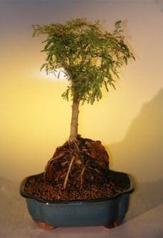 Sweet Acacia Bonsai Tree For Sale - Root Over Rock (acacia farnesiana)