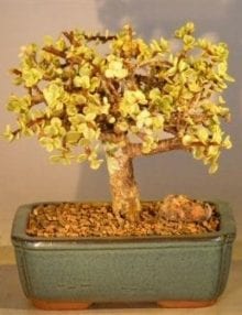 Baby Jade Bonsai Tree For Sale - Large Aged and Variegated (portulacaria afra variegata)
