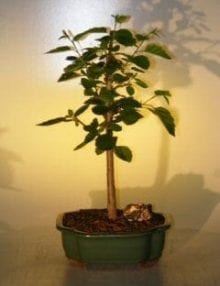 Paper Birch Bonsai Tree For Sale (betula papyrifera)
