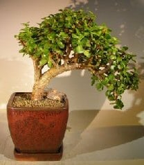 Baby Jade Bonsai Tree For Sale - Large Cascade Style (portulacaria afra)