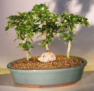 Fukien Tea Bonsai Tree For Sale Three Tree Forest Group (ehretia microphylla)