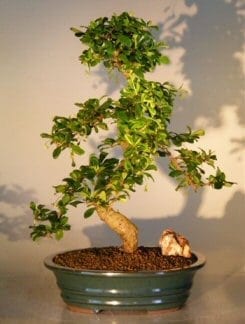 Fukien Tea Flowering Bonsai Tree For Sale - Extra Large Curved Trunk Style (ehretia microphylla)