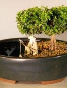 Japanese Kingsville Boxwood Bonsai Tree For Sale Land/Water Container - Medium (buxus microphylla compacta)