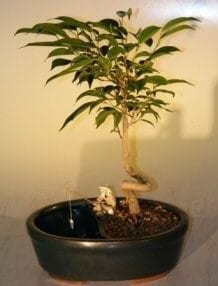 Ficus Bonsai Tree For Sale in a Water/Land Container Coiled Trunk Style (ficus 'orientalis')