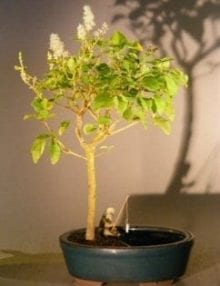 Flowering Ligustrum Bonsai Tree For Sale in a Water Pot (ligustrum lucidum)