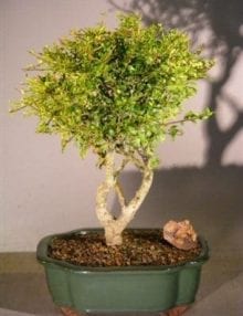 Flowering Tropical Boxwood Bonsai Tree For Sale - Large (neea buxifolia)