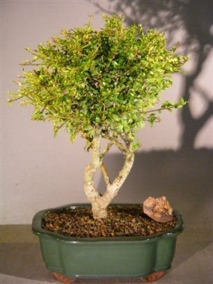 Flowering Tropical Boxwood Bonsai Tree For Sale - Large (neea buxifolia)