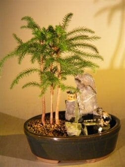 Norfolk Island Pine Bonsai Tree For Sale - Stone Landscape Scene