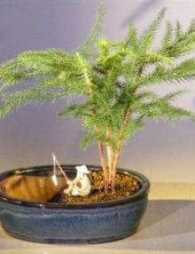 Norfolk Island Pine Bonsai Tree For Sale Water/Land Container - Medium (Araucaria Heterophila)