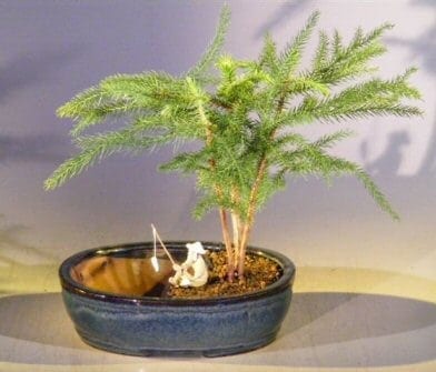 Norfolk Island Pine Bonsai Tree For Sale Water/Land Container - Medium (Araucaria Heterophila)