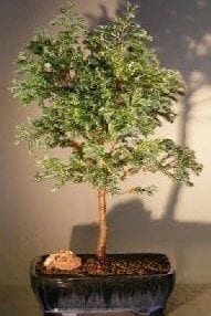 Silver Cypress Bonsai Tree For Sale (chamecyparis pisifera 'Boulevard')