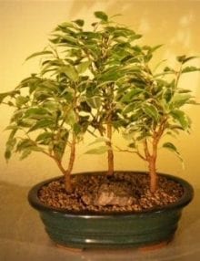 Ficus Bonsai Tree For Sale - Variegated 3 Tree Forest Group (ficus benjamina)