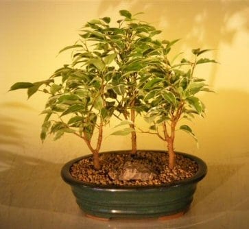 Ficus Bonsai Tree For Sale - Variegated 3 Tree Forest Group (ficus benjamina)