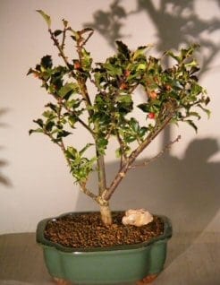 Flowering Holly Bonsai Tree For Sale (ilex)