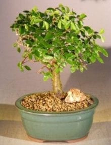 Chinese Elm Bonsai Tree For Sale - Aged Straight Trunk Style (ulmus parvifolia)