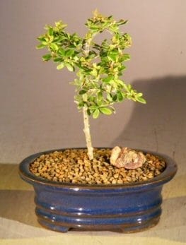 Flowering Tropical Boxwood Bonsai Tree For Sale - Small (neea buxifolia)