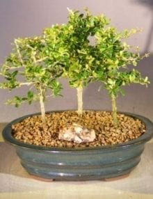 Flowering Tropical Boxwood Bonsai Tree For Sale 3 Tree Forest Group (neea buxifolia)